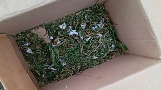 Житель Брянска осужден на три года условно за выращивание и хранение марихуаны