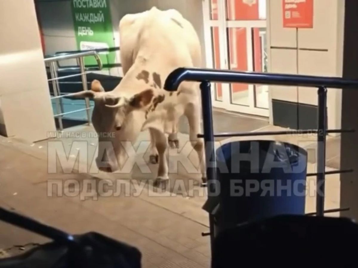 Истощённую буренку, скитавшуюся у супермаркета в Брянске вернули хозяину