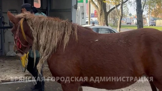 Беспризорную лошадь с улицы Рылеева отправили на карантин
